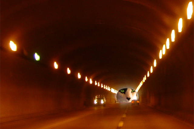 Cat at the End of the Tunnel