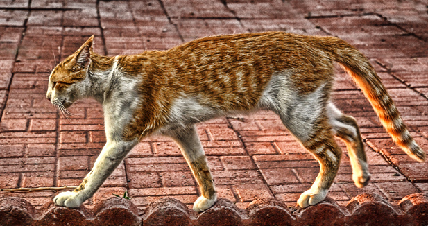 D9: Grunge Cat Walking