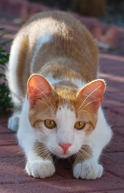 D26: Pre-Pounce