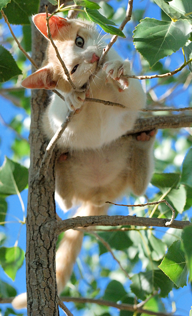 D27: Biting Branches