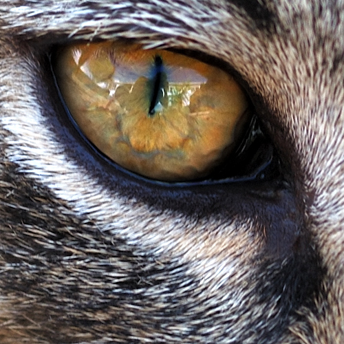 Day 33: Me In My Cat's Eye