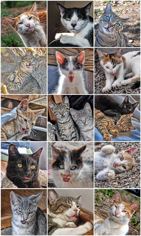 Fifteen Funny Faces