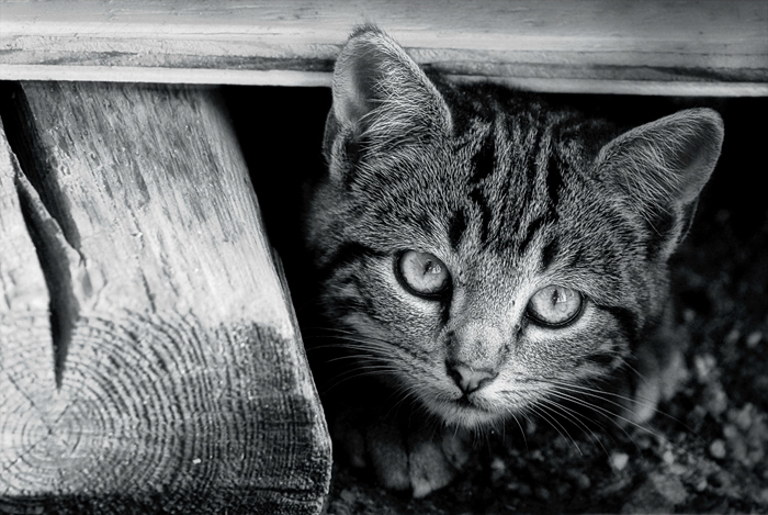 Illustrated Word: Stray Cat