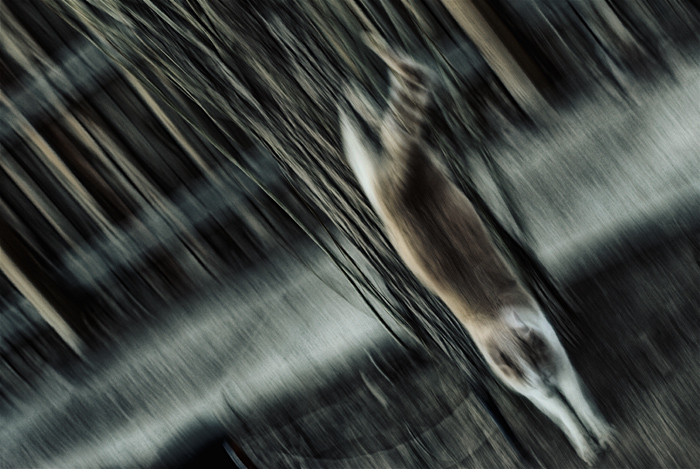 Illustrated Word: Ride Like the Wind