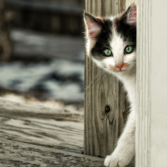 Illustrated Word: Too Shy