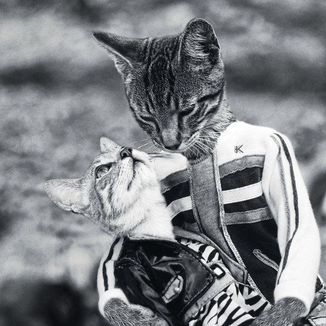 Well Versed Creepy Cats: I'm Happy Just to Dance With You
