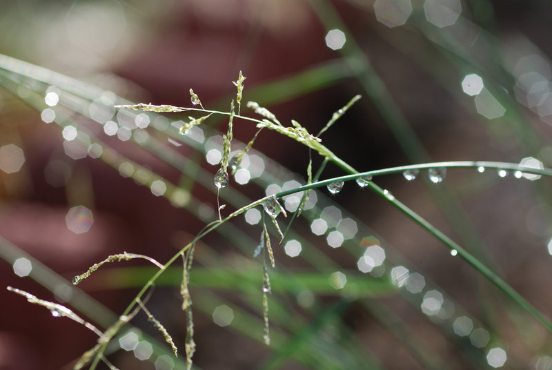 bokeh-grass.jpg