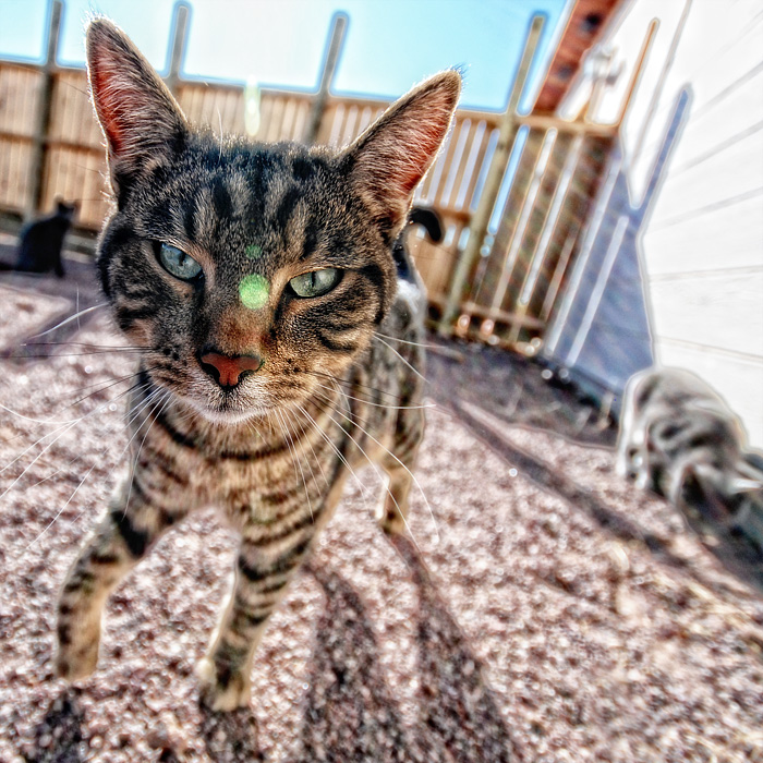 iz haz sum lenz flaer