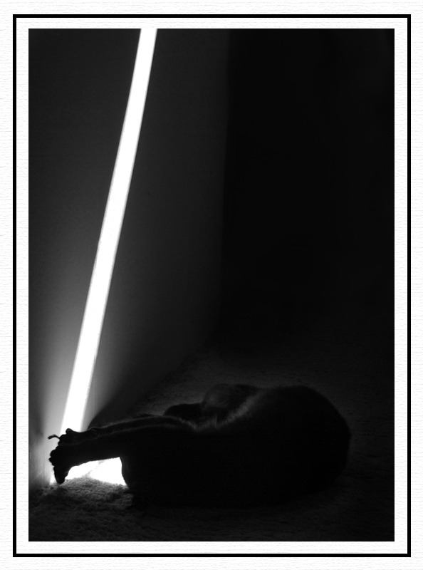Spotlight