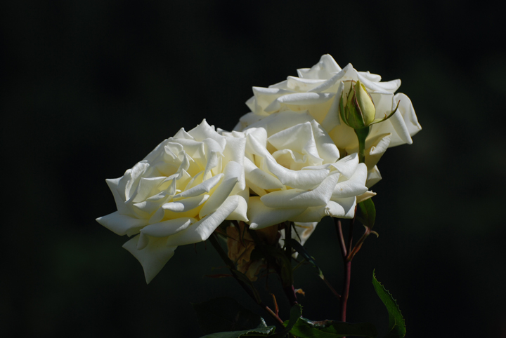 DSC_4719-orig.jpg