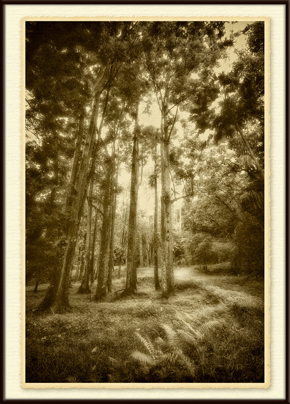 forest