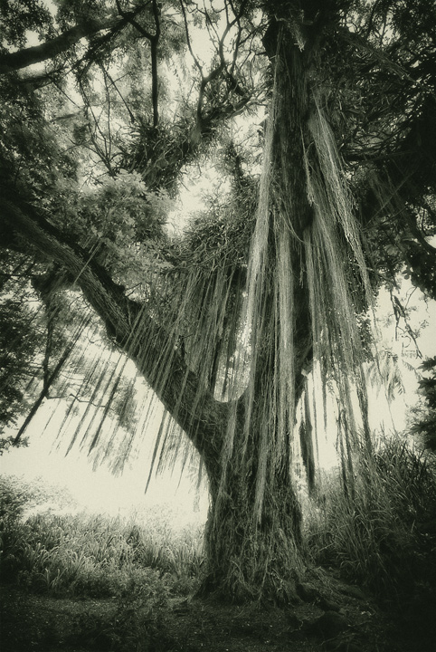 Fairy tree