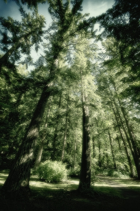 Trees
