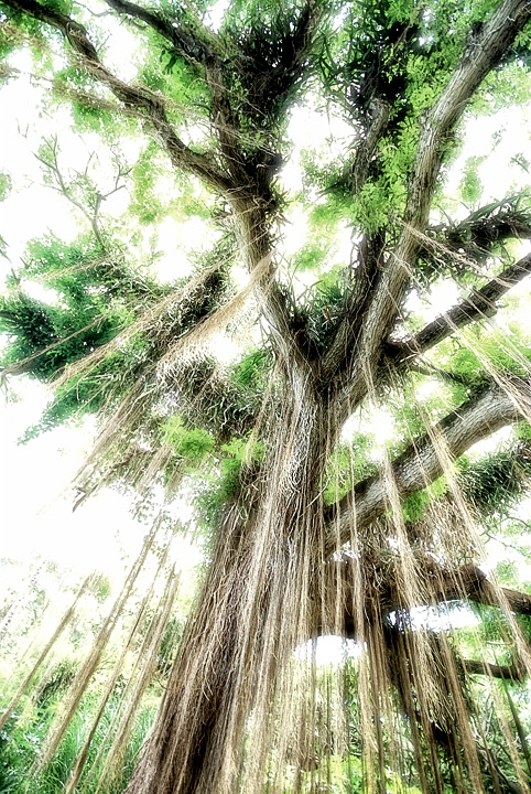 Fairy Tree