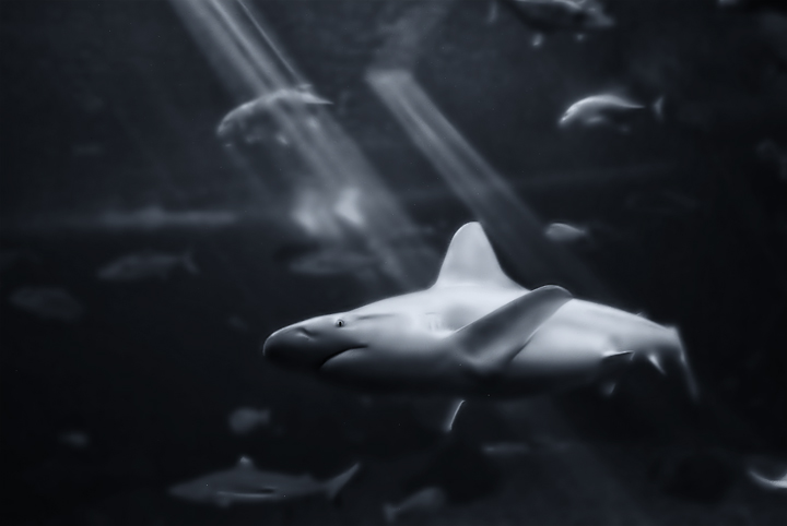 jaws
