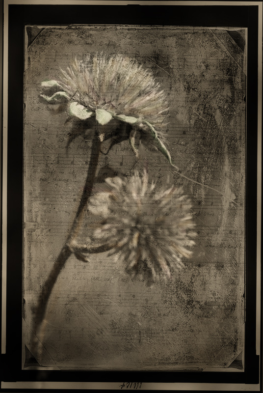 Musical Weeds