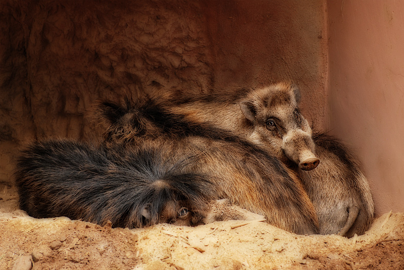 Warty-Pigs