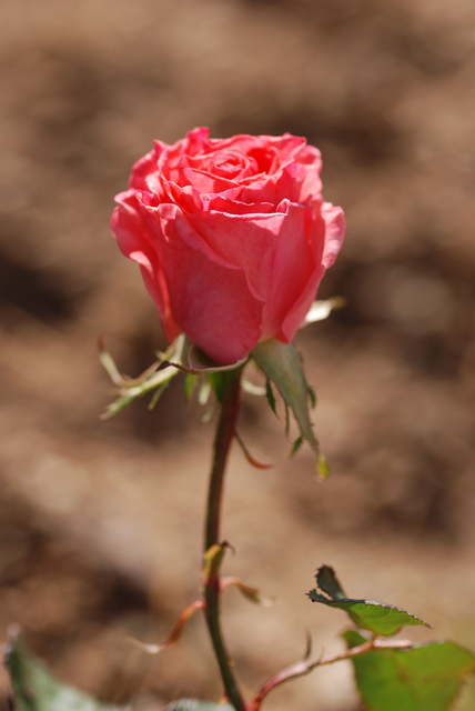 DSC_5714-orig.jpg