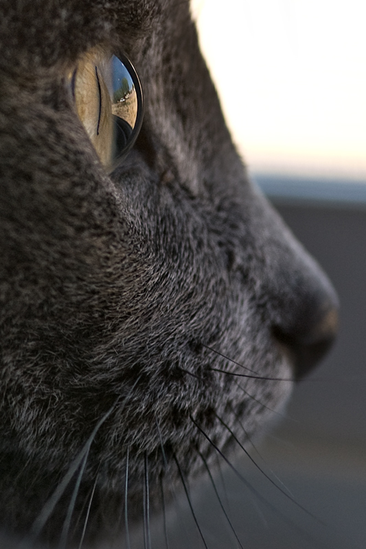 Window View