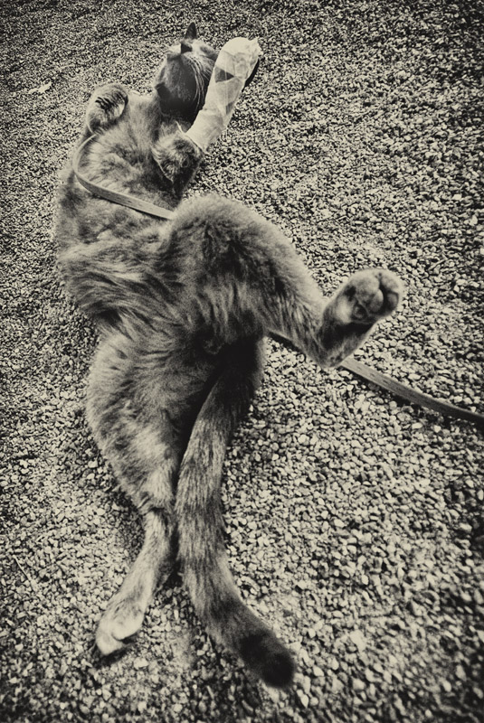 roll, roll, roll in the dirt