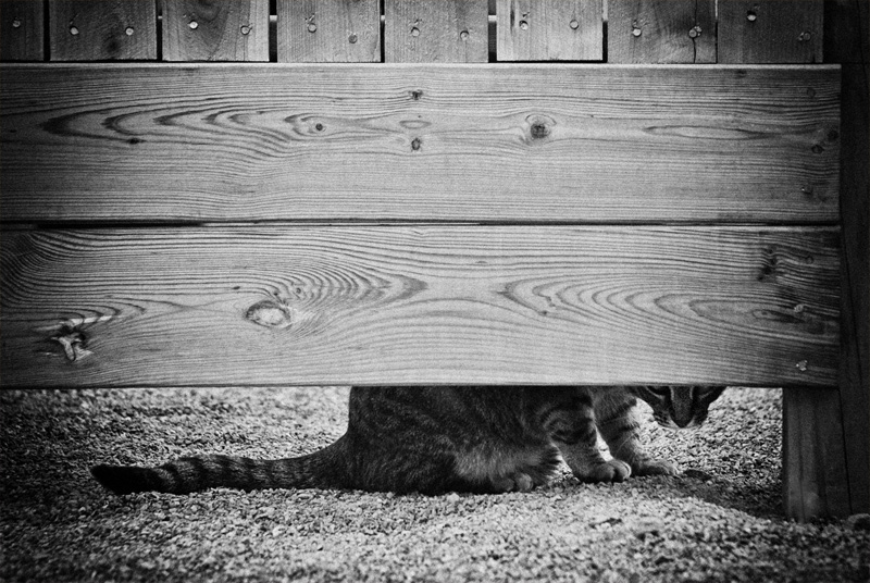 Peek-a-boo
