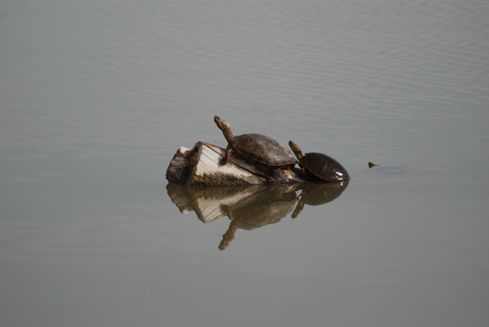 DSC_6699-orig.jpg