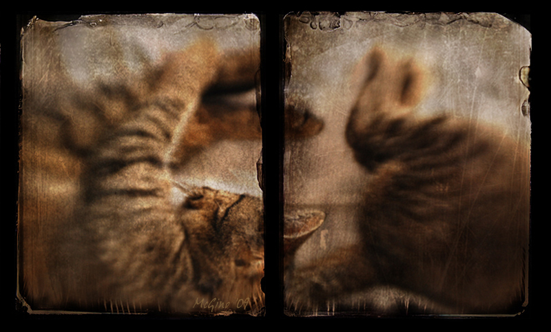 heads or tails