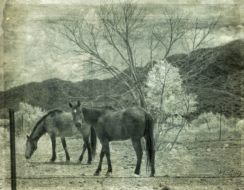 horses