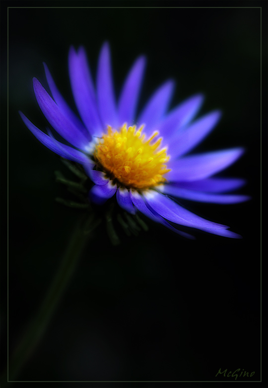 blue morning