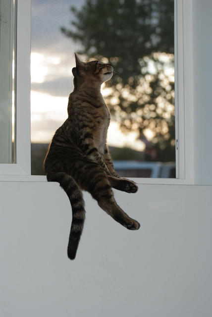 DSC_1293-orig.jpg