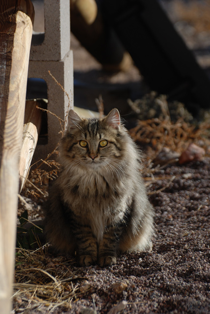 DSC_2418-orig.jpg