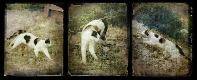 Cat Play