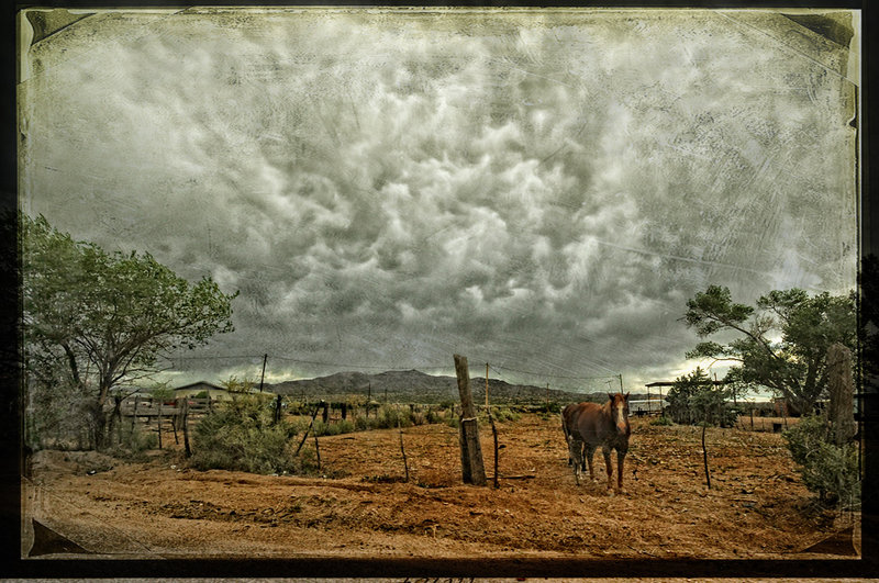 Horse