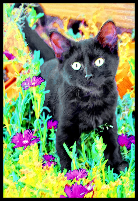 Kitten in Flowers