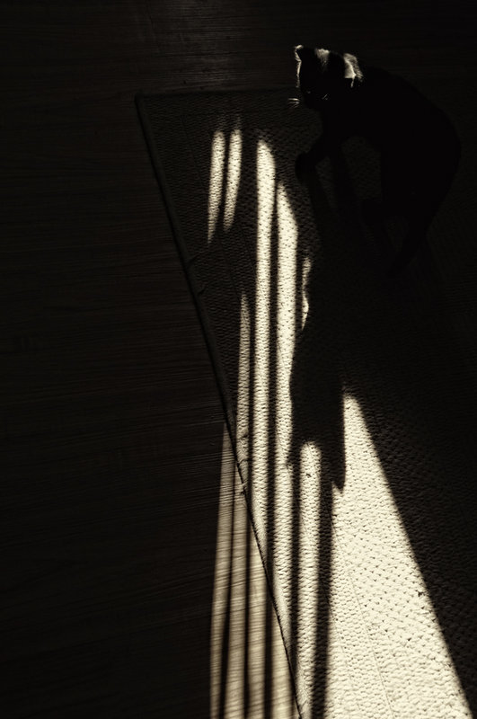 Shadow Play