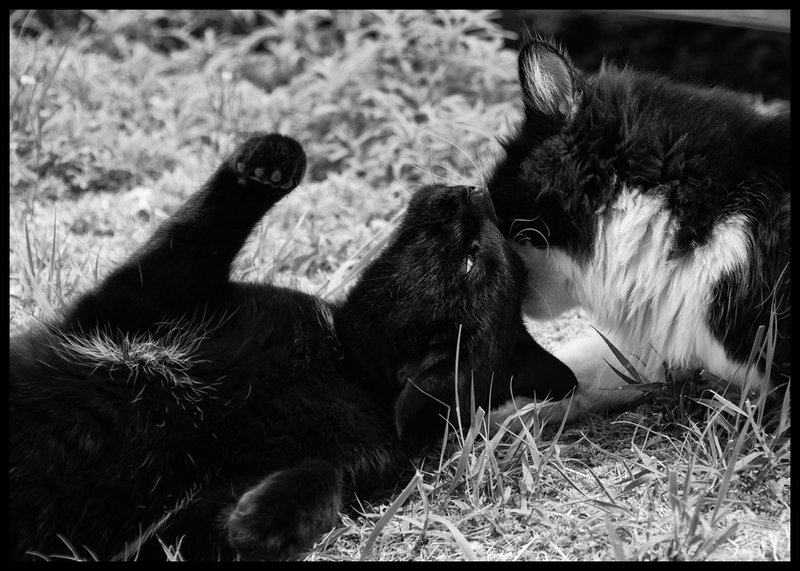 Nuzzle