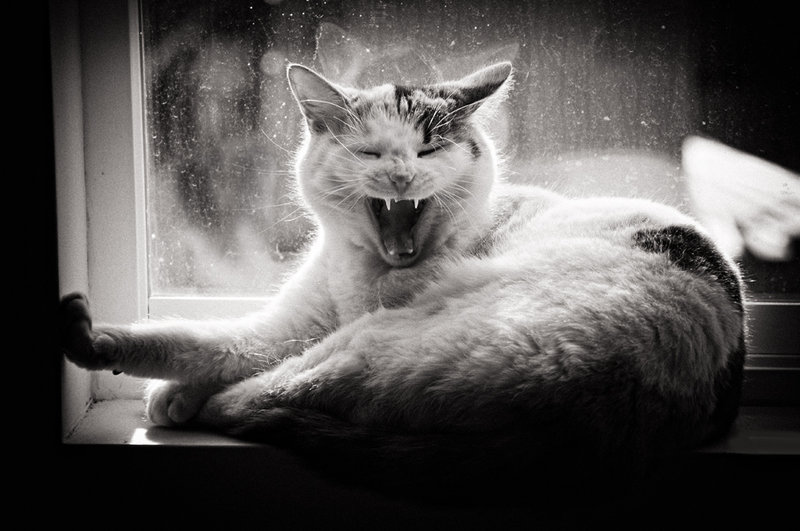Yawn