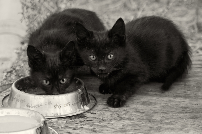 Shy Cats