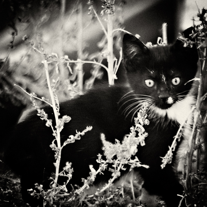 Kitten