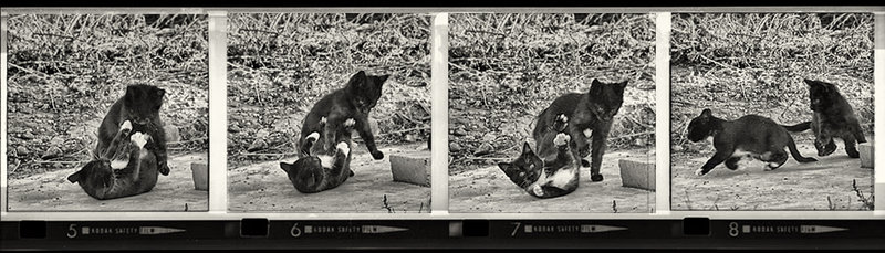 claw, kick, roll & run