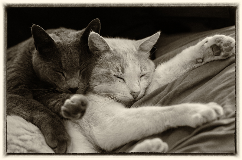 Timon & Yoda