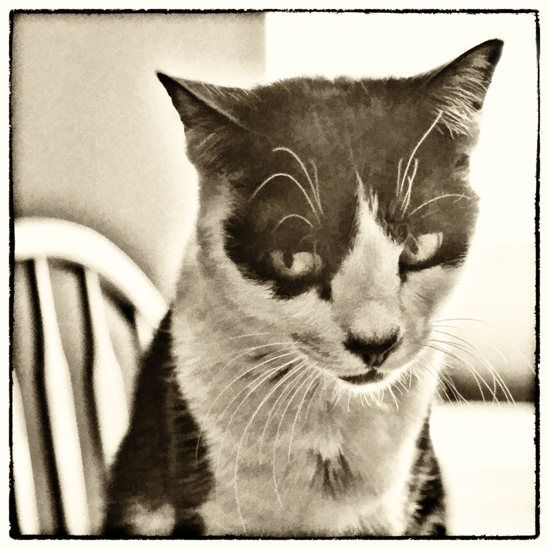Tycho