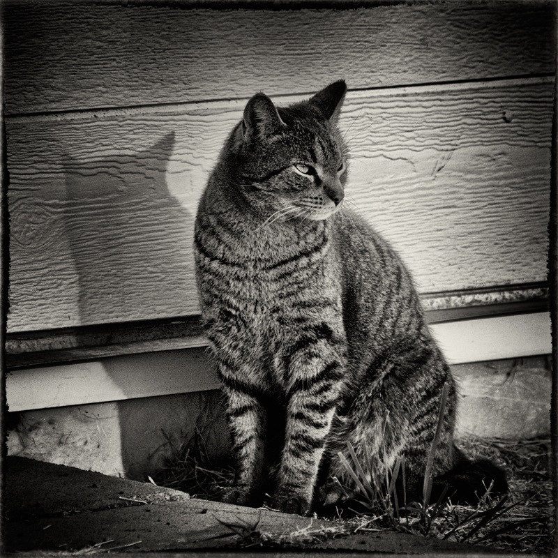 Mr. Tiggs