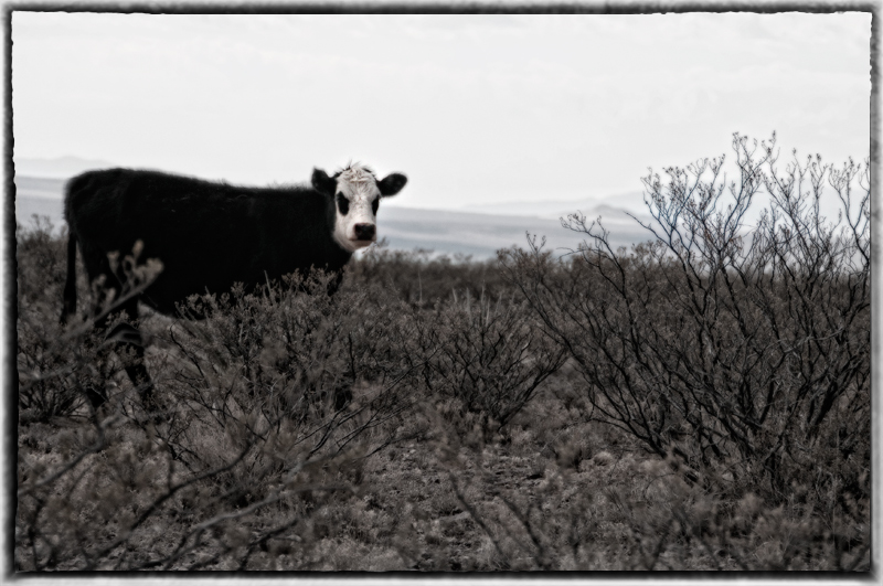 Moo