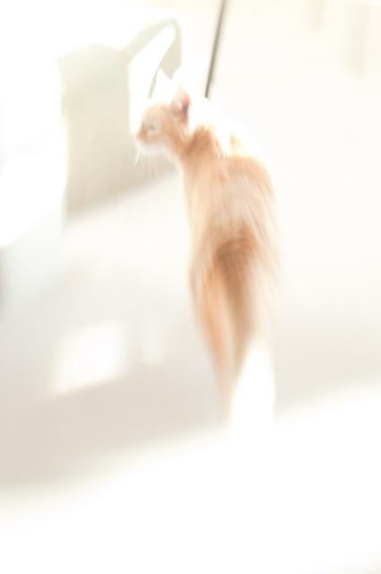 DSC_0491orig
