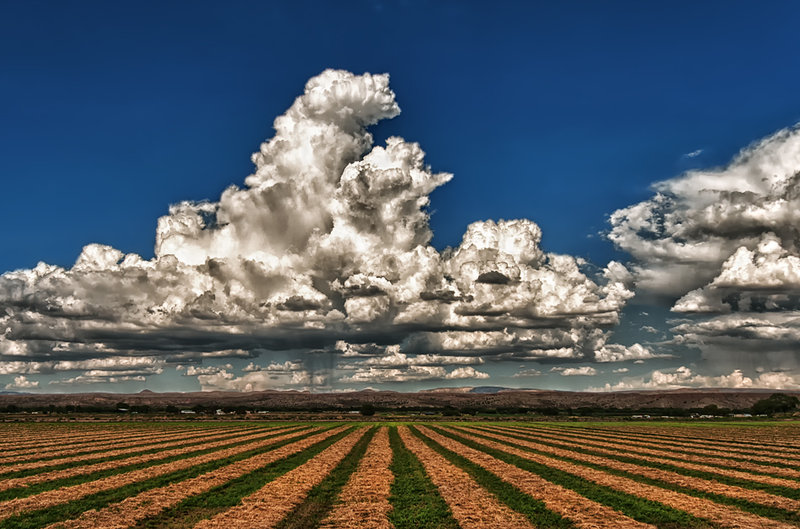 Field of Dreams