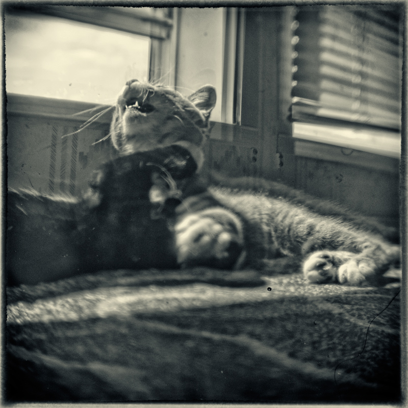 biting is beautiful