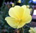 Day 14 -Evening Primrose