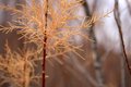 Textures - Day 23 - Fall Bush