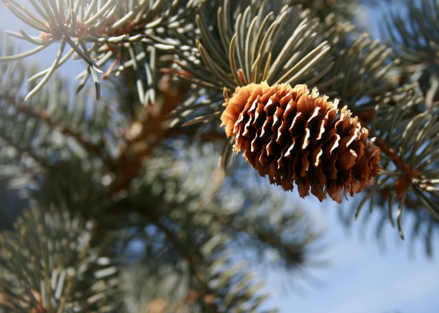 Pine cone